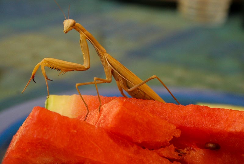 Fourth of July Guest